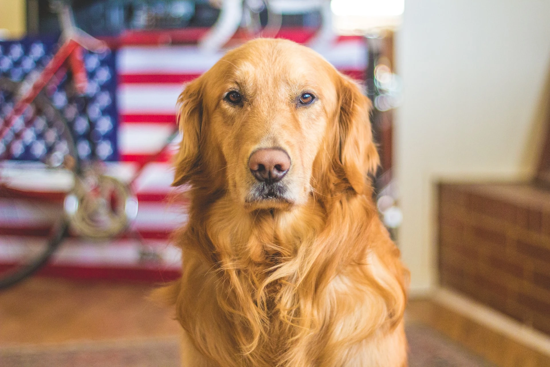 Luxury Apartments with Bark Parks in Austin